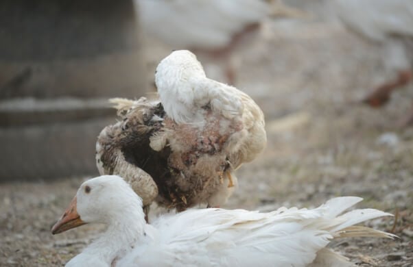 Sad, Wounded, Plucked, Geese for Down