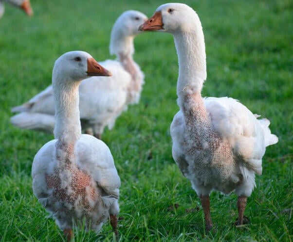 Colorful Photo of Plucked Down Geese On Grass