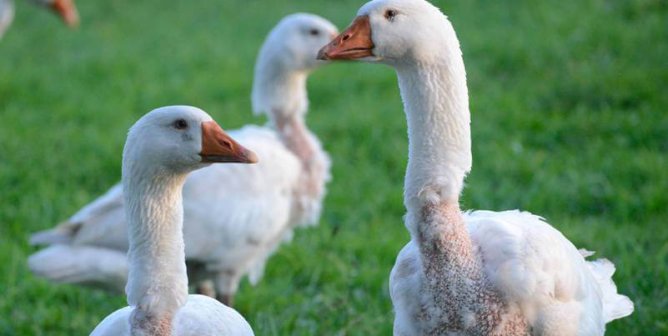 Inside PETA’s Shareholder Activism for Birds Used for Down at RH Annual Meeting