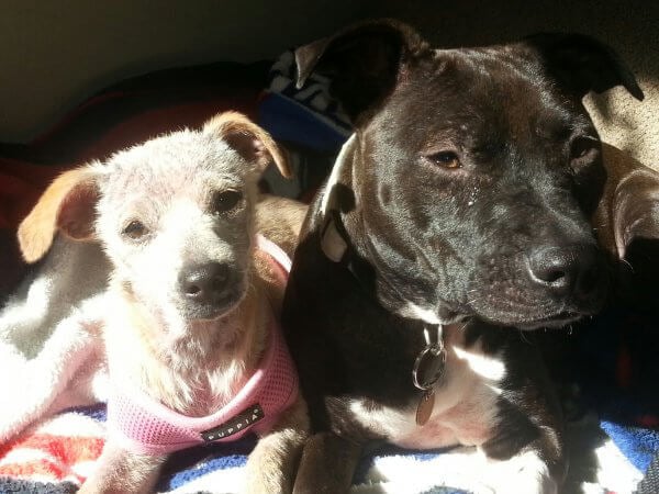 Rescued Puppy Gabe With Friend at Foster Home