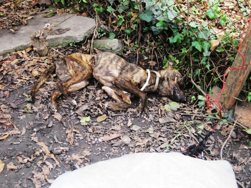 Dead Pit Bull Chained in Back Yard