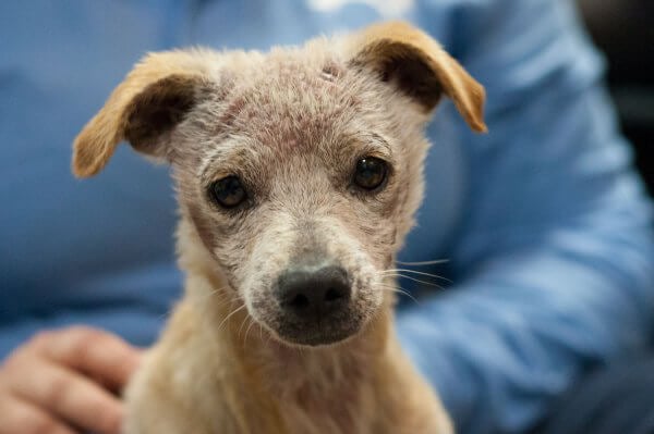 Rescued Chihuahua Mix Gabe