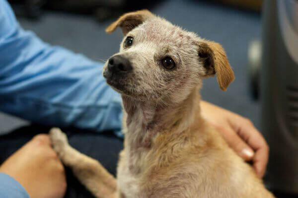 Rescued Puppy Gabe