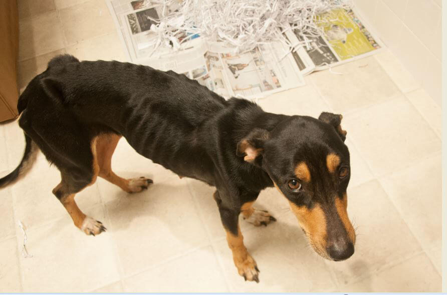 Holly Berry Before Being Rescued