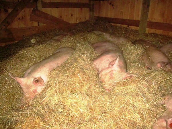 Rescued Pigs Sleeping in Straw