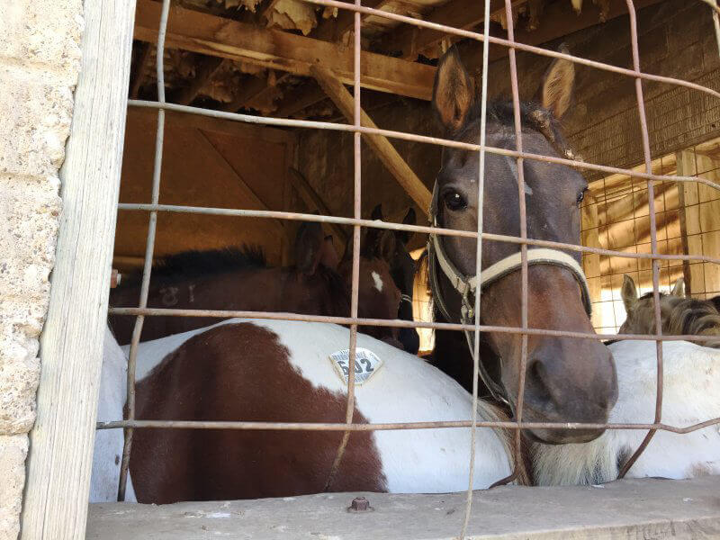 Kevin Silverlaspia at Livestock Auction