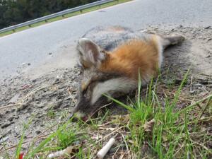 How to Help an Injured Animal on the Highway | PETA