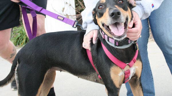 PETA’s Guide to Running Safely With Your Dog