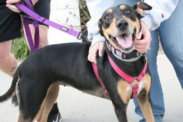 Holly Berry After Rescue