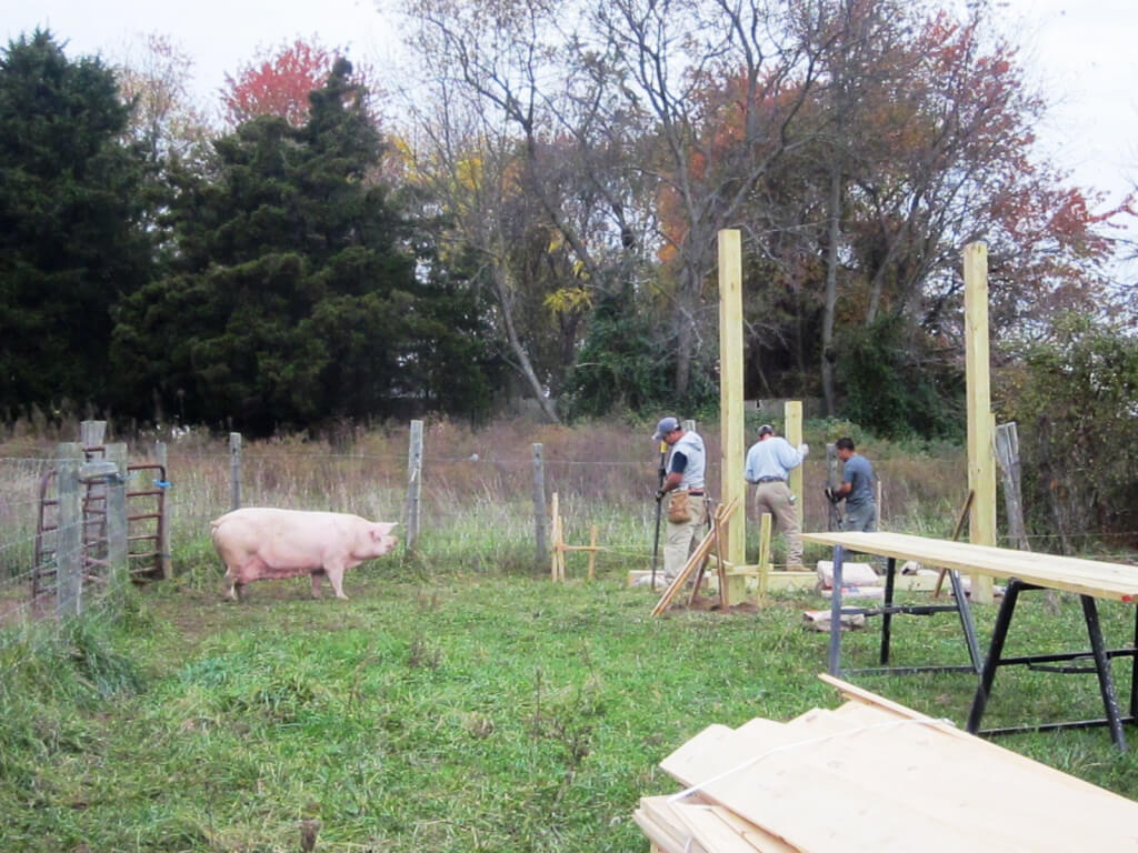 Rescued Pig Watches Shelter Being Built