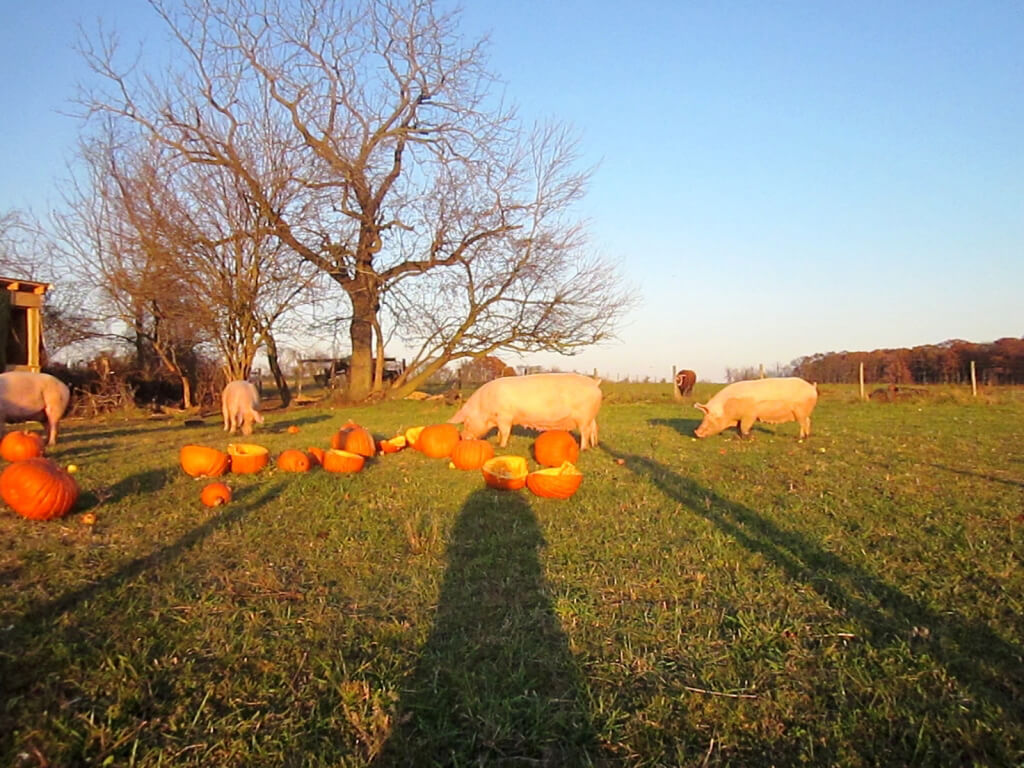 Rescued Pigs Eating Pumpkins