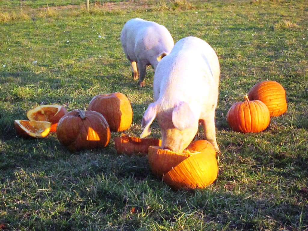 Rescued Pigs Eating Pumpkins