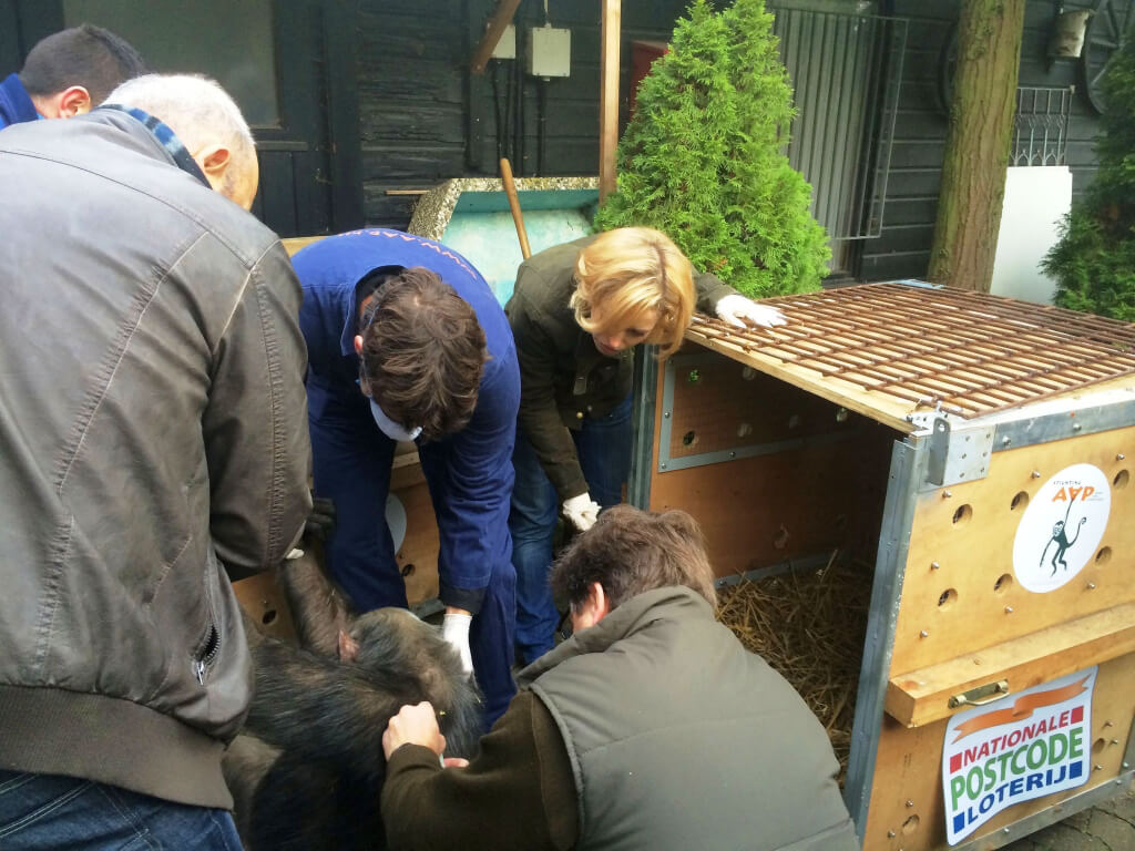 PETA Germany Chimpanzee Rescue in Progress