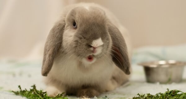 Pickles the Bunny Needs a New Home