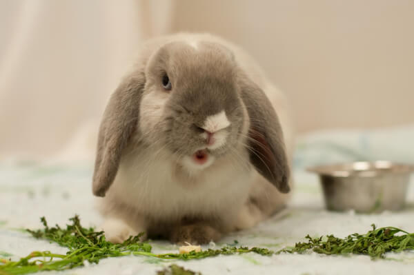Pickles the Bunny Needs a New Home