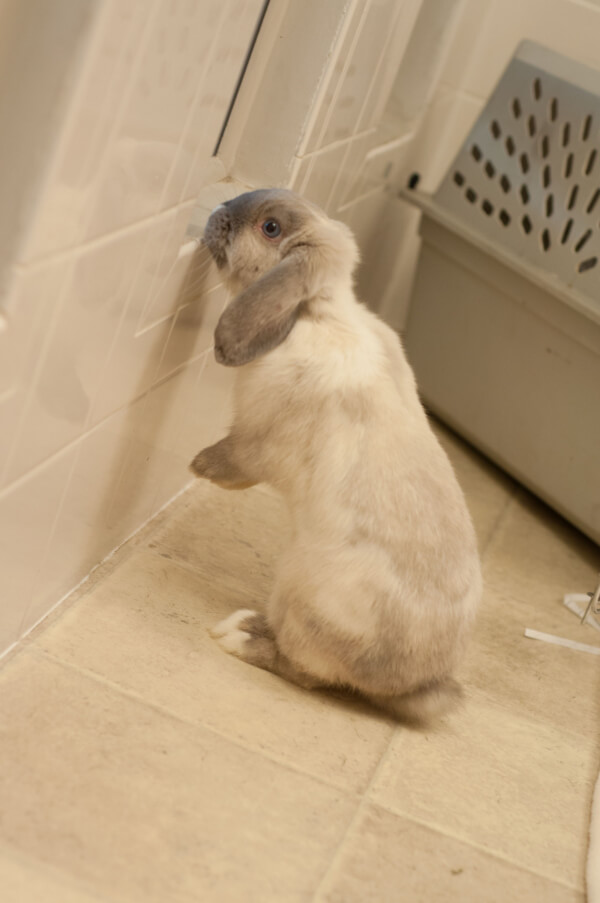 Pickles the Bunny Needs a New Home