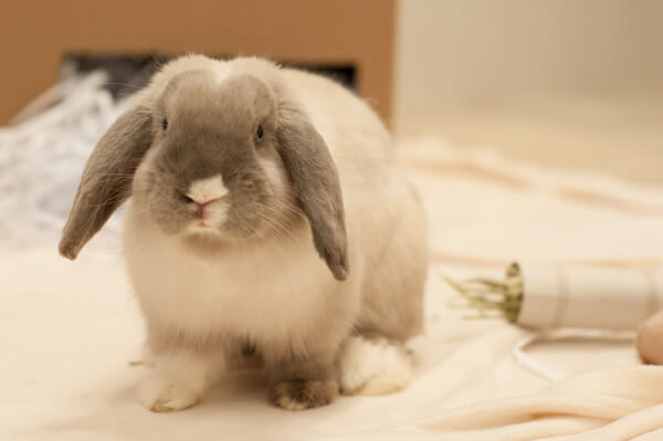 Pickles the Bunny Needs a New Home