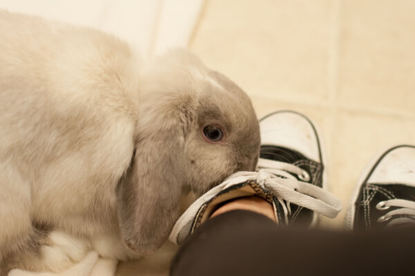 Pickles the Bunny Needs a New Home