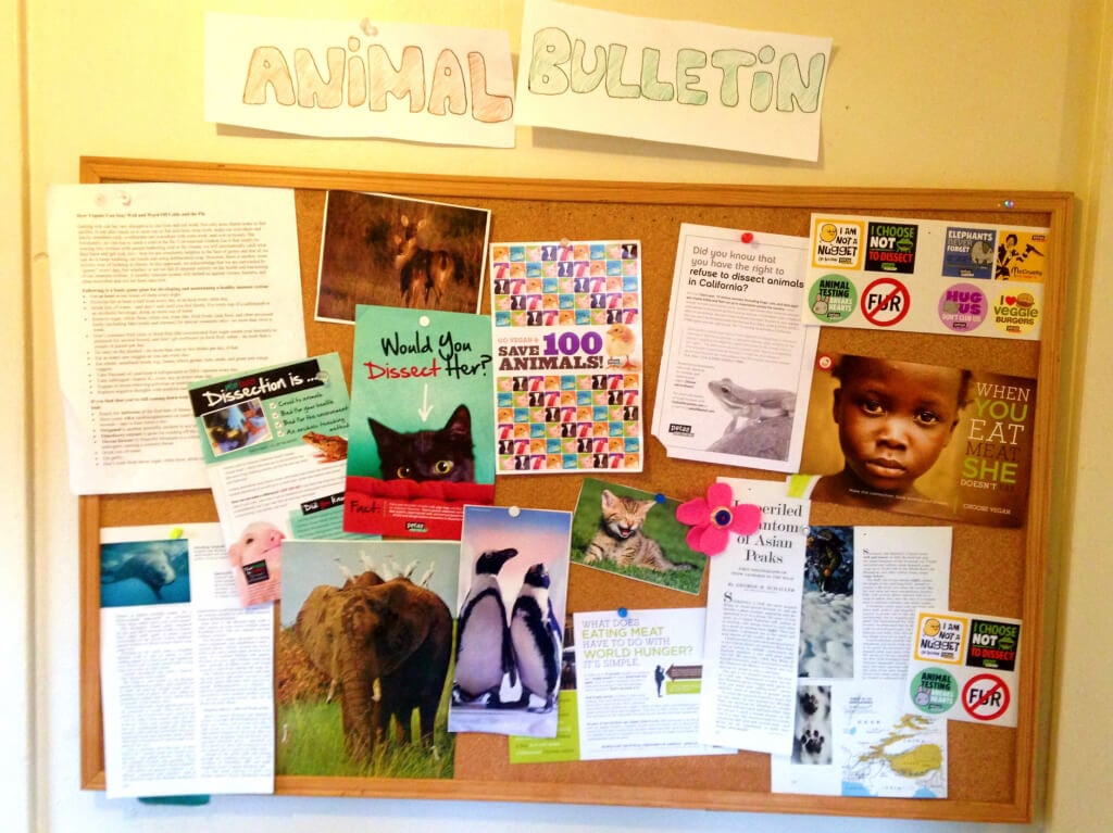 animal bulletin board