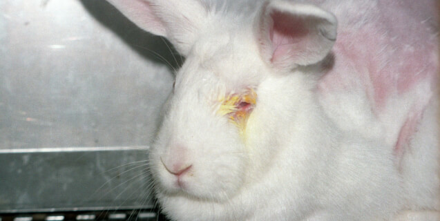 animal testing rabbit biosearch