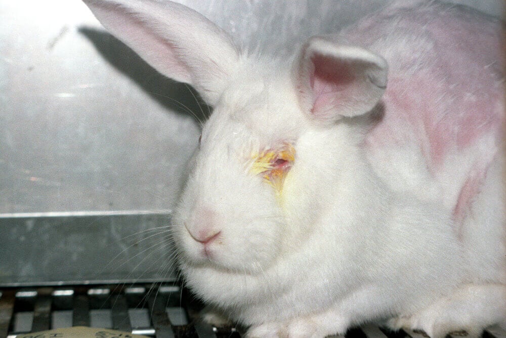 animal testing rabbit biosearch