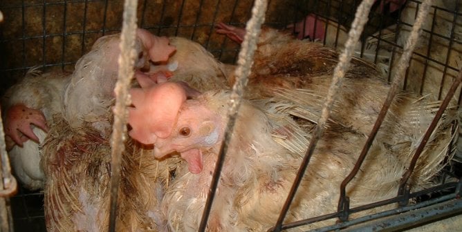 battery cage chicken