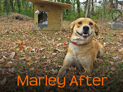 Chained Dog: Marley After