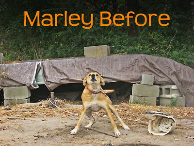 Chained Dog: Marley Before