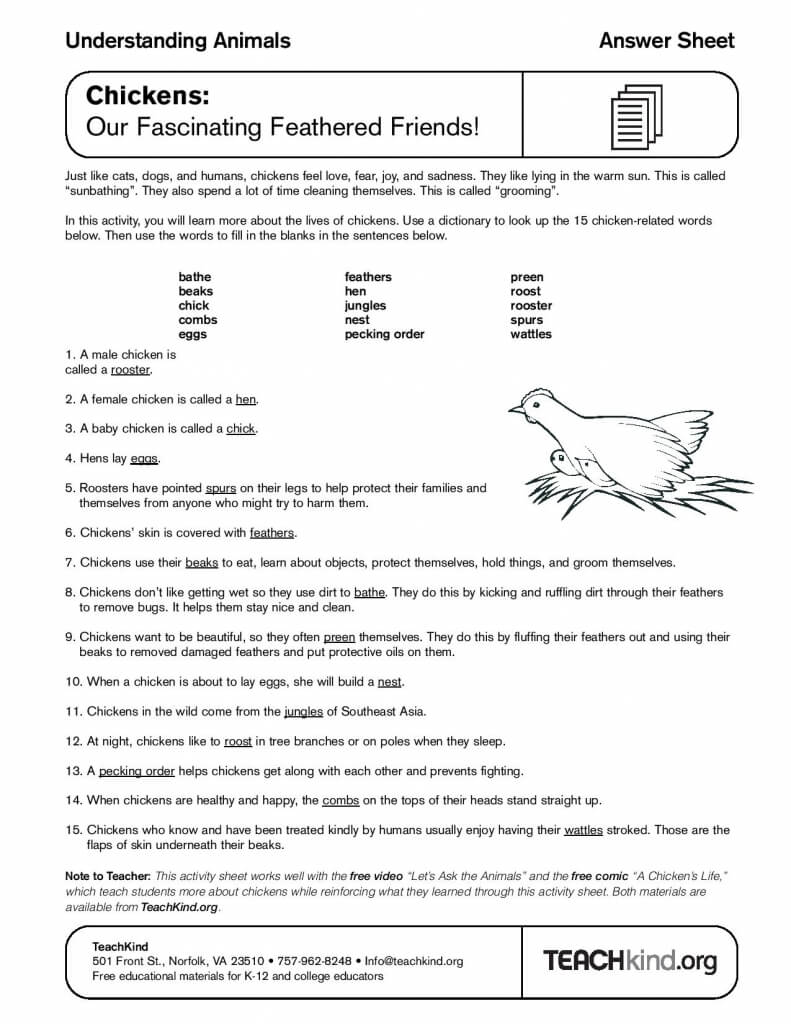 chicken classroom worksheet