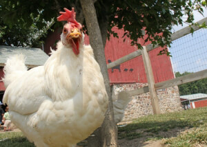 happy chicken in a farm sanctuary