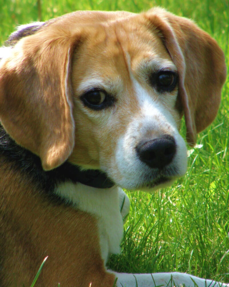 purebred dogs like beagles suffer from health issues