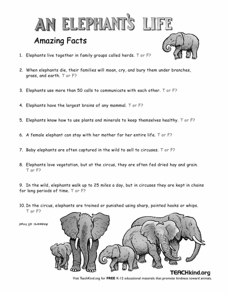 elephant's life lesson plan worksheet