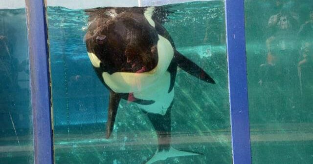 Debate Kit: Should Marine Mammals Be Held in Amusement Parks?