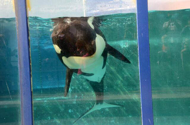 Aquariums And Marine Parks PETA
