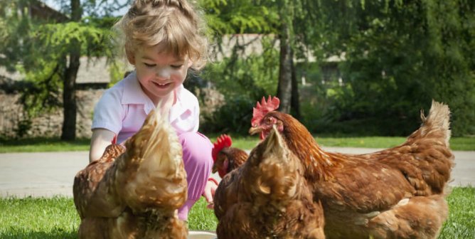 kid playing with chickens