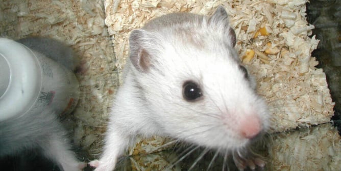 hamster in cage