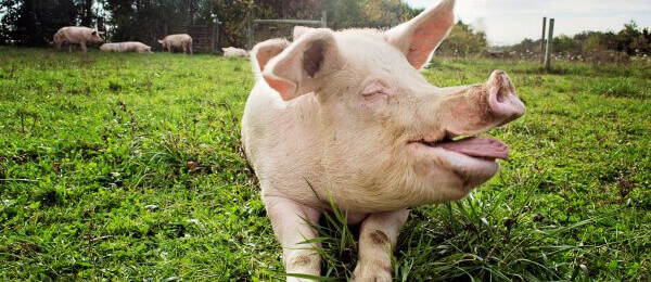 Happy Pig at Sanctuary