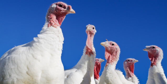 White Turkeys against Blue Sky