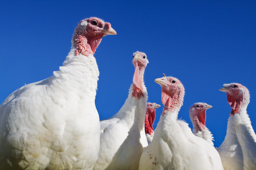 White Turkeys against Blue Sky