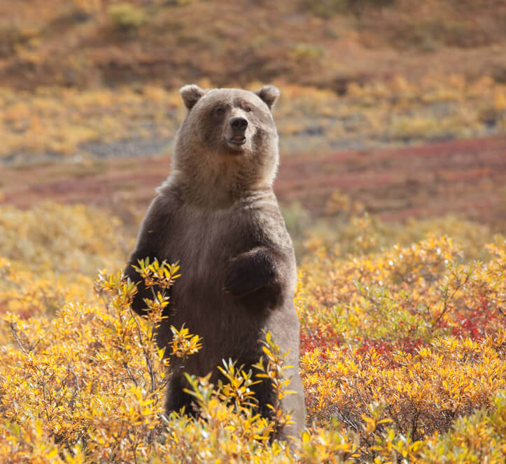 Grizzly Bear Standing in field