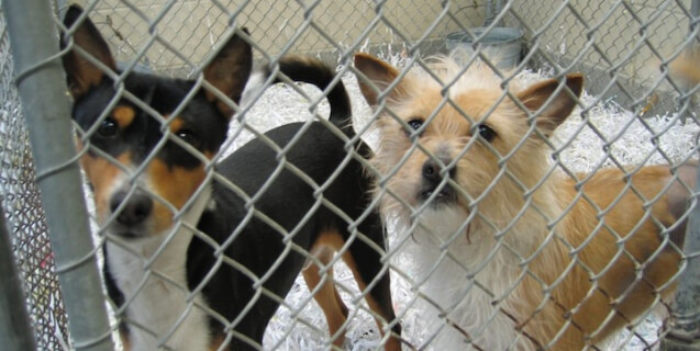 two small dogs looking out of cage