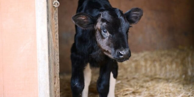 Holly the Calf at Farm Sanctuary