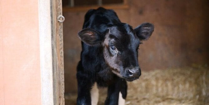 Black calf in a barn