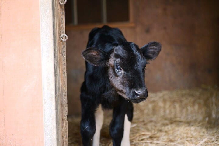 Holly the Calf at Farm Sanctuary