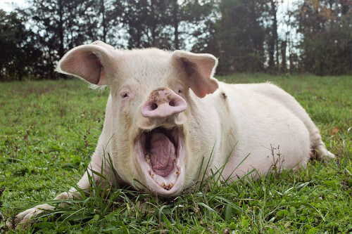 Pig Yawning