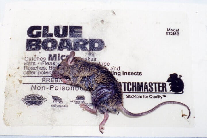 6 Steps to Save Animals Stuck on Glue Traps | PETA