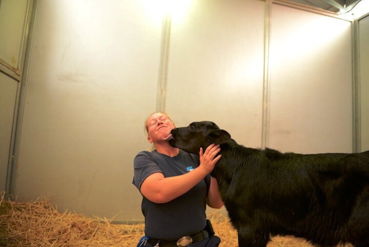 Holly the Rescued Calf Gives Kisses