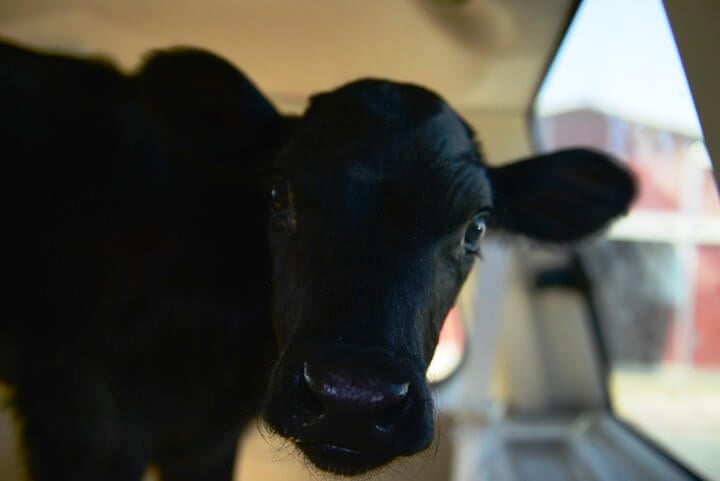 Holly the Rescued Calf in Car
