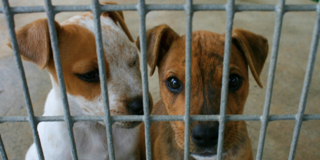 cute sad dogs at shelter