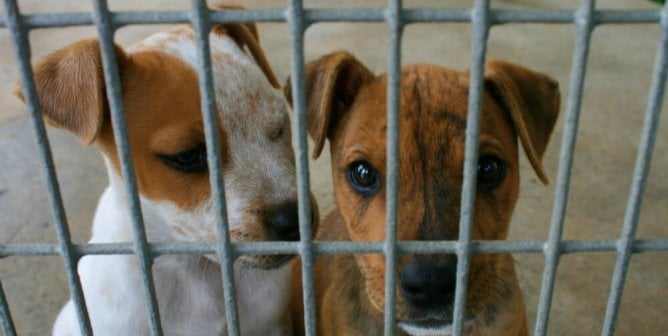 pact act passes never be silent report animal abuse